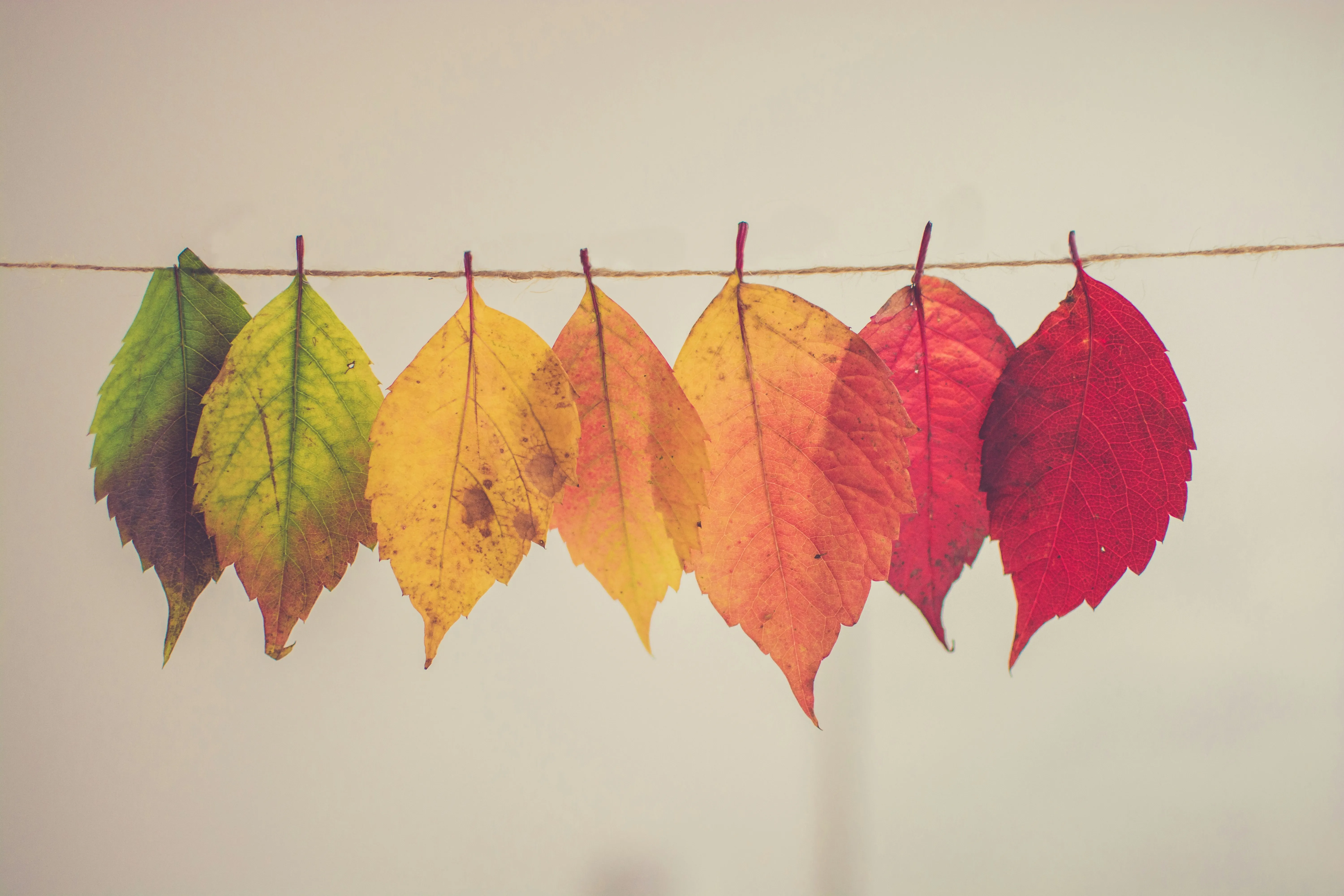 Autumn leaves hanging on a string.